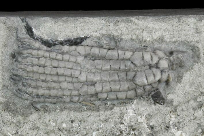 Bargain, .85" Crinoid (Pachylocrinus) Fossil - Crawfordsville, Indiana